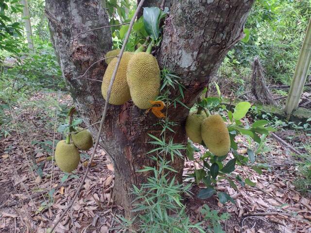 #1225 - Área para Venda em Lagoa Santa - MG - 2